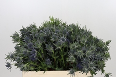 Eryngium Planum Magical Blue Lagoon 55cm