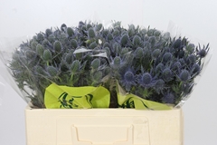 Eryngium Planum Magical Blue Lagoon 50cm