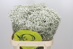 Gypsophila Paniculata Xlence 80cm 40gr.