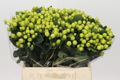 Hypericum Smiley Romance 40cm