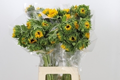 Helianthus Orange Fire 70cm