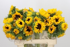 Helianthus Orange Fire 60cm