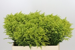 Solidago Tara Gold 55cm 10gr.