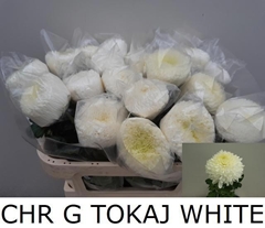 Chrysanth Single Tokaj White 75cm 100gr.