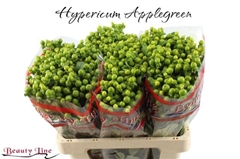 Hypericum Globo Applegreen 60cm