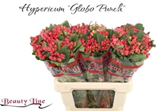Hypericum Globo Punch 60cm