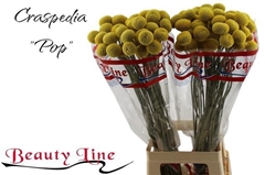 Craspedia Paintball Pop 75cm