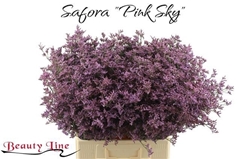 Limonium Safora Pink Sky 70cm 25gr.