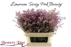 Limonium Sinense Sensy Pink Beauty 80cm 40gr.