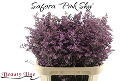 Limonium Safora Pink Sky 80cm 35gr.