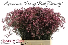 Limonium Sinense Sensy Pink Beauty 70cm 30gr.