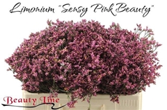 Limonium Sinense Sensy Pink Beauty 50cm 10gr.