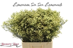 Limonium Sinense Sensy Lemonade 70cm 15gr.