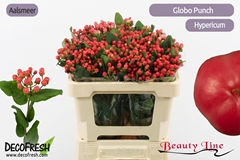 Hypericum Globo Punch 50cm