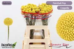 Craspedia Paintball Pop 55cm