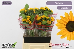 Helianthus Sunova 45cm