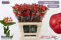 Hypericum Globo Punch 60cm