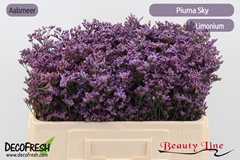 Limonium Safora Pink Sky 50cm 15gr.