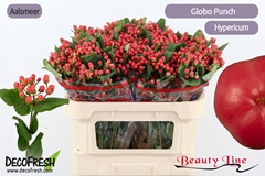 Hypericum Globo Punch 70cm