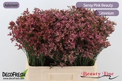 Limonium Sinense Sensy Pink Beauty 60cm 15gr.