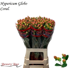 Hypericum Globo Coral 70cm