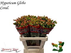 Hypericum Globo Coral 60cm