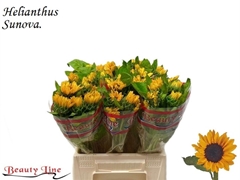 Helianthus Sunova 40cm 10cm Hd