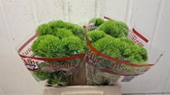 Dianthus Barb Trigreen Xl 40cm