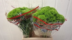 Dianthus Barb Trigreen Xl 45cm