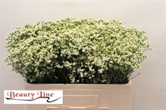 Limonium Sensy Pinkini 50cm 10gr.