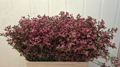 Limonium Sensy Pinkini 60cm 15gr.