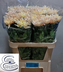 Chrysanth Single Avignon 80cm 85gr.