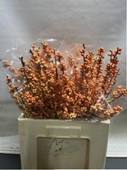 Ilex Verticillata Winter Gold 60cm