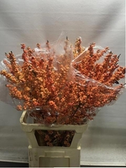 Ilex Verticillata Winter Gold 100cm
