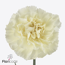 Dianthus Single Halo 65cm