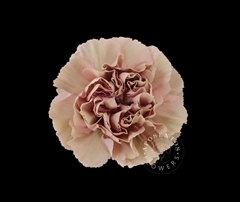 Dianthus Single Honey 65cm