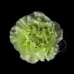 Dianthus Single Midori 65cm