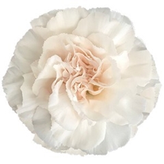 Dianthus Single Lizzy 70cm