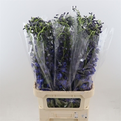 Delphinium Single Sea Waltz 90cm