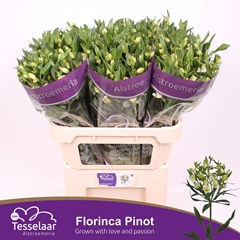Alstroemeria Florinca Pinot 75cm