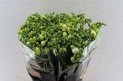 Freesia Double Essence 50cm 20gr.