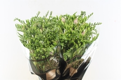 Freesia Double Honeymoon 50cm 20gr.