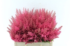 Astilbe Else Schluck 60cm