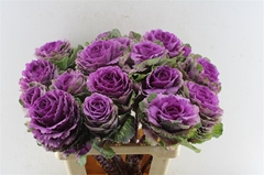 Brassica Red Crane 60cm