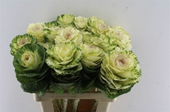 Brassica White Crane 60cm