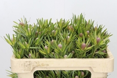 Leucadendron Spray Lime Green 50cm
