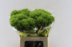 Dianthus Barb Kiwi Mellow 60cm