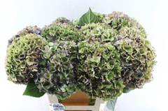 Hydrangea Rodeo Red Classic 60cm 18-20cm Hd