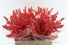 Ilex Verticillata 60cm
