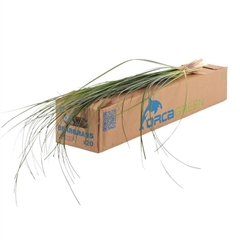 Xerophyllum Tenax Beargrass Per Bunch 75cm